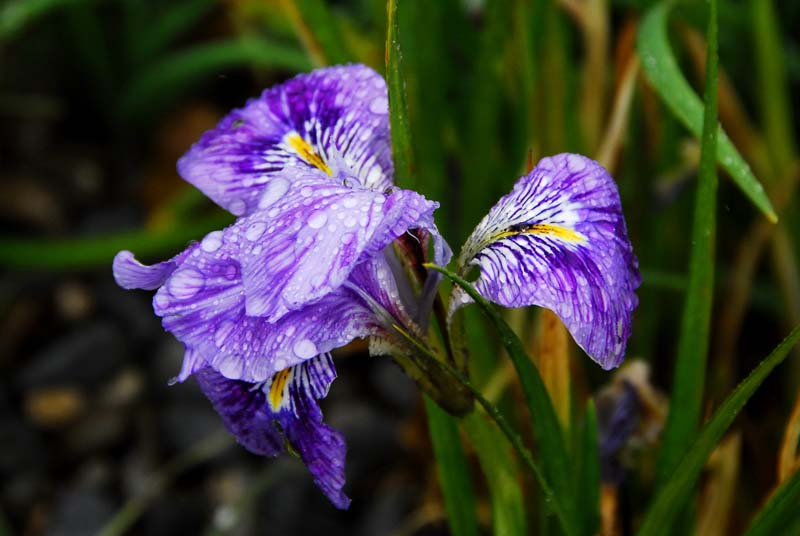 Iris unguicularis 'Kilbroney Marble'SMALL JPEG
