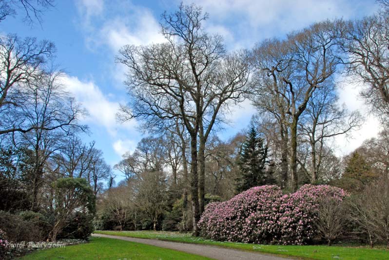 The woodlands are coming to life again with beech trees above flowering camellias. 