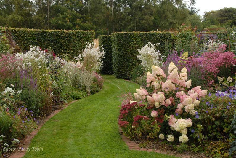 Hydrangeas are adding a further level of interest to the garden, another layer to an already rich planting 