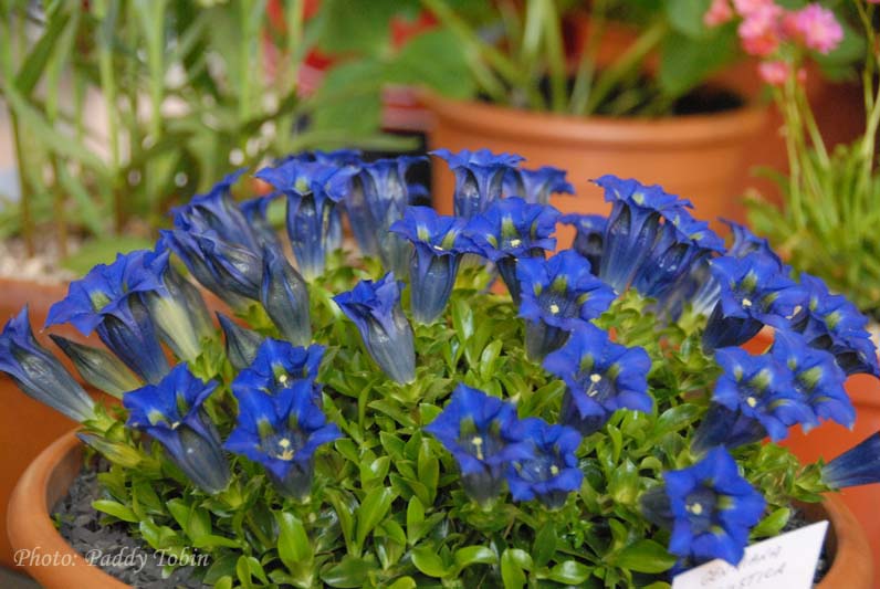 Gentiana ligustica - grown by Paddy Smith. First Prize (5)