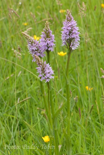 orchid-in-grass-9