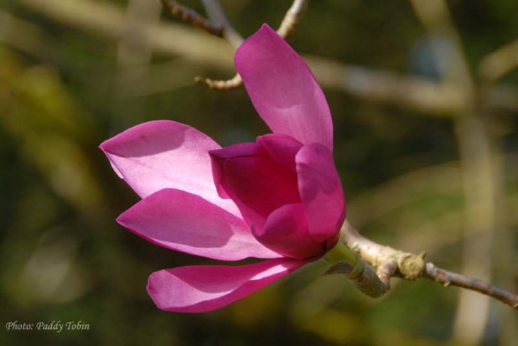 Magnolia sprengeri 'Diva' (8)