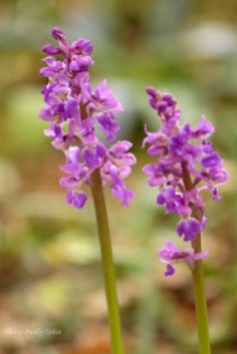 Early Purple Orchid - Orchis mascula