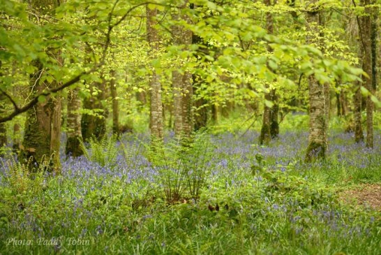 Woodland with bluebells (2)