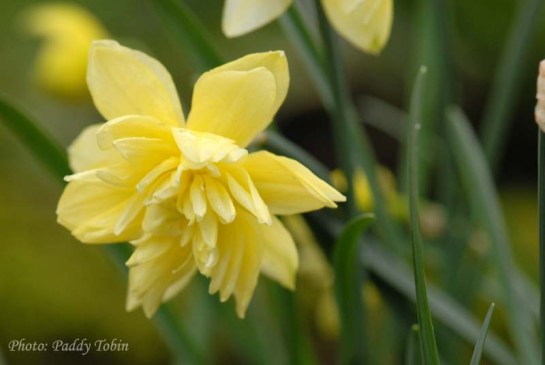Narcissus eystettensis (2)