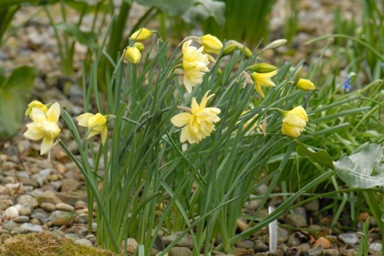 Narcissus eystettensis (5)