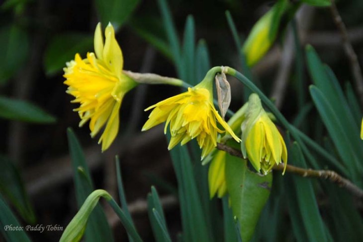 Narcissus 'Rip van Winkle' (1)