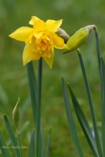 Narcissus telemonius plenus Van Sion Butter and Egg (1)