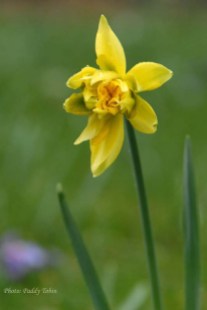 Narcissus telemonius plenus Van Sion Butter and Egg (2)