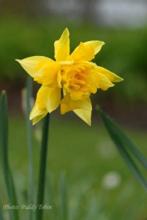 Narcissus telemonius plenus Van Sion Butter and Egg (3)
