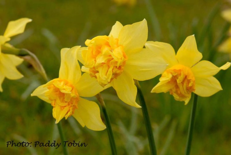 Narcissus 'Butter and Eggs' an old cultivar dating back to the 18th century