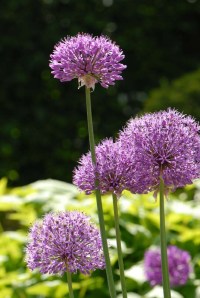Allium 'Purple Sensation' (2)