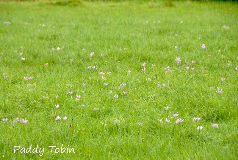 Colchicum autumnale Meadow Saffron (28)