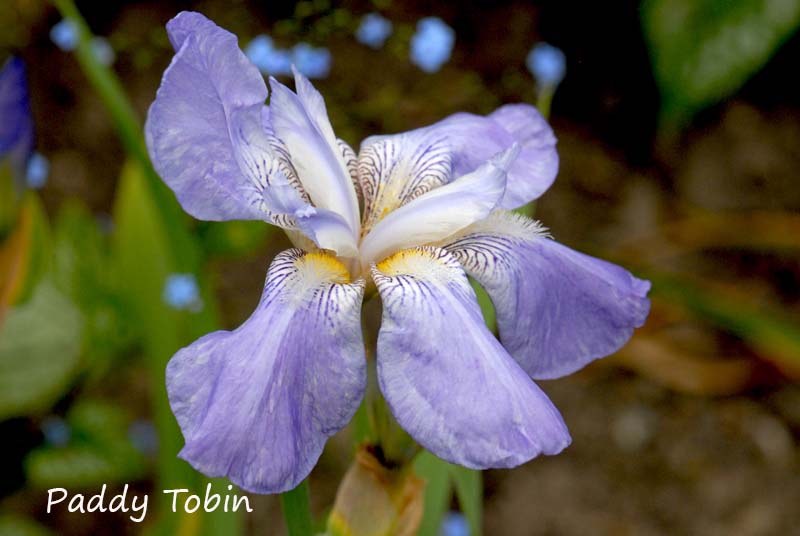 Iris pallida 'Phylis Moore' (1)
