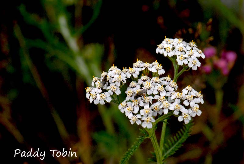 Achillea millefolium Yarrow (4)