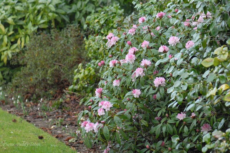 Rhododendron 'Christmas Cheer' (2)