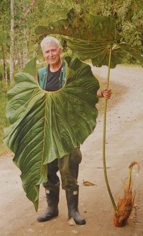 Aroid expert Thomas Croat with a giant aroid leaf