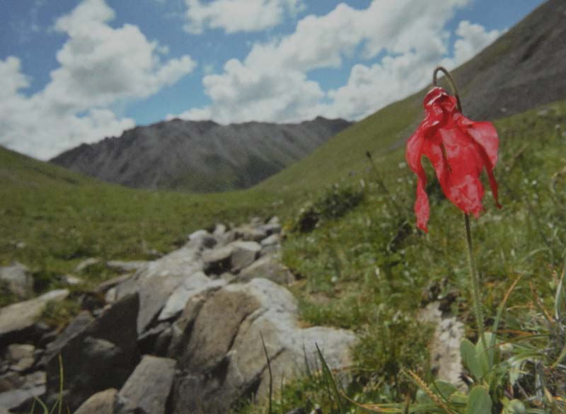 Meconopsis punicea, the scarlet poppywort that Peter Cox found in 1986