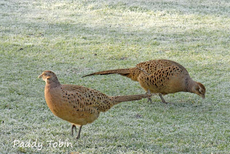 Pheasants on grass frost