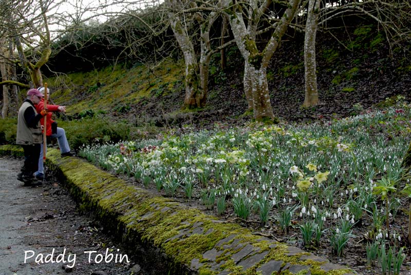 Snowdrops and hellebores on The Terrace Walk (13)