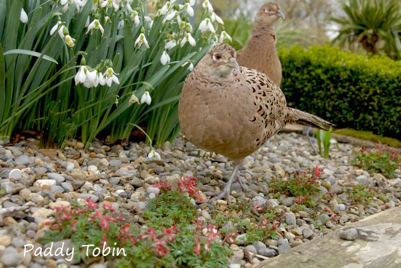 Corydalis solida 'George Baker' with pheasants (6)