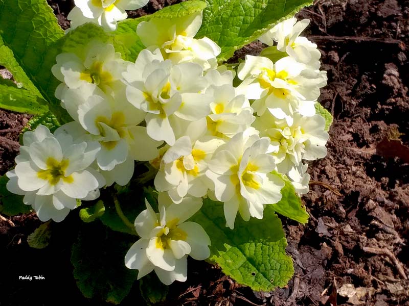 Primula Garden Seedling Double Yellow Pale