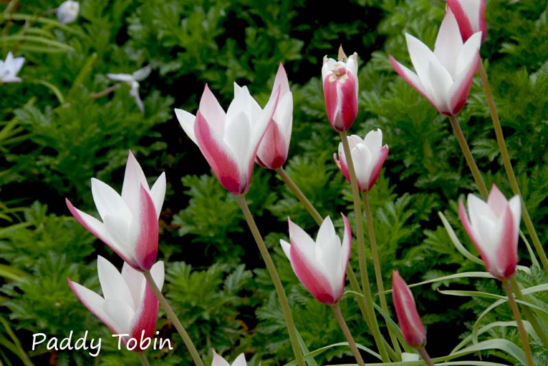 Tulipa clusiana 'Peppermint Stick'