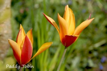 Tulipa clusiana 'Tubergen Gem'