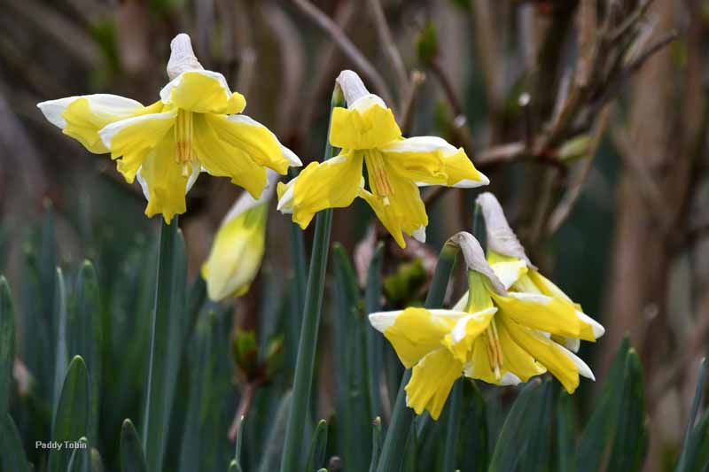 Narcissus ‘Cassata’ – Paddy Tobin, An Irish Gardener